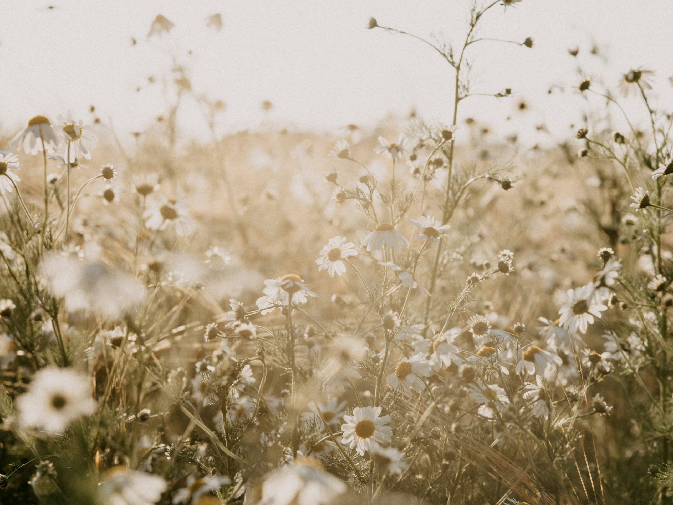 annie-spratt-Ff6lw9hTnEw-unsplash Fleurs champs